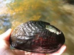 Image result for Bothriocline muschleriana