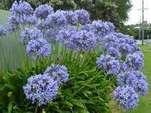 Agapanthus Africanus A Orientalis Blue Lily Of The Nile 5 Gallon Agapanthus Praecox Agapanthus Blue Agapanthus Plant
