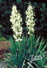 Yucca Adams Needle Filamentosa Perennial Seeds Yucca Perennials Yucca Plant