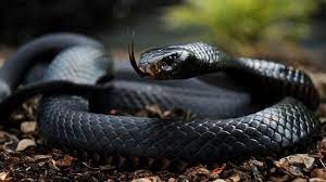 Udderlypettable The 21 Most Deadly Animals On Earth Black Mamba Snake Poisonous Snakes Mamba Snake