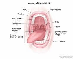 Even the tiniest changes are often picked up by your tongue. Childhood Oral Cavity Cancer Treatment Pdq Treatment Patient Information Nci Michigan Medicine