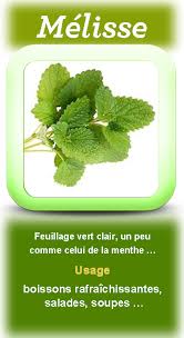 Les Herbes Aromatiques Tout Un Programme Au Potager Je Cuisine Mon Potager Melisse Citronnelle Herbes Aromatiques Herbe