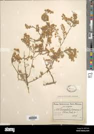 Image result for Eriocephalus racemosus