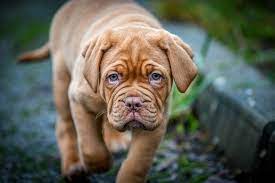 Dogue De Bordeaux Dog Breed Guide Uks 1 Pet Blog