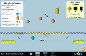Ready to print or copy and use in your classes today. Gene Expression Essentials Gene Expression Dna Transcription Protein Synthesis Phet Interactive Simulations
