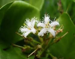 Image result for Menyanthaceae