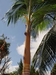 Image result for Acanthophoenix rubra