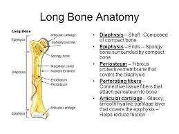 Cartilage and bone are specialized connective tissues that provide support to other tissues and organs. Bone Structure Long Bone Anatomy Diaphysis Shaft Composed Of Compact Bone Epiphysis Ends Spongy Bone Surrounded By Compact Bone Periosteum Fibrous Ppt Download