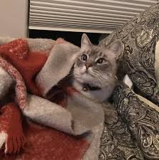 As Snug As A Bug In A Rug With Images Animals Snug Cats