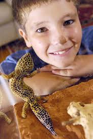 Shop common leopard gecko kids Clearance