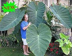 Maybe you would like to learn more about one of these? Portal Cool Elephant Giant Taro Seeds Alocasia Macrorrhiza Ear Plants Heirloom Green Dishlia Amazon De Garden