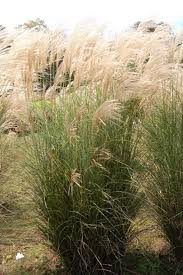 Image result for Miscanthus