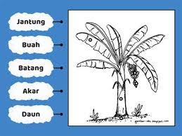 Check spelling or type a new query. Bahasa Melayu Kegunaan Pokok Pisang Sumber Pengajaran