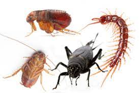 We provide the best pest control orlando services! Orlando Pest Control Lewis Cobb
