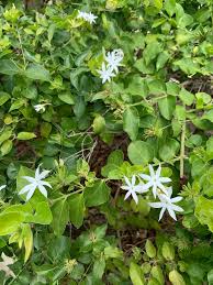Image result for Jasminum multiflorum