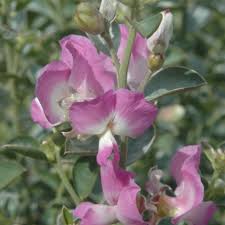 Image result for Podalyria