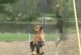 1920x1200 cute golden retriever wallpaper dogs wallpaper 35950328. Senor Gif Golden Retriever Greatest Gifs Of All Time Pronounced Gif Or Jif Cheezburger