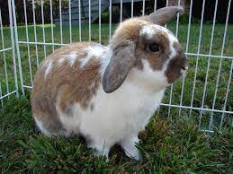 We did not find results for: Coco By Emilyrhea241d On Deviantart Cute Bunny Pictures Cute Bunny Bunny Pictures