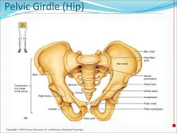 The pelvic girdle contains two coxal bones (hipbones), as well as the sacrum and coccyx (fig. Appendicular Skeleton Pelvic Girdle Lower Limbs Ppt Download
