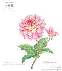 Dahlia Flower Painting Dahlia Flower Drawing