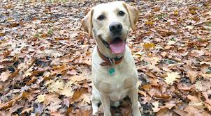 Der golden retriever ist ein sehr ausgeglichener, anpassungsfähiger und unerschrockener hund. Der Goldador Labrador Golden Retriever Mix Beaphar