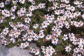 Image result for Felicia grantii