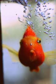 Goldfish With Images Parrot Fish Orange Fish Fish