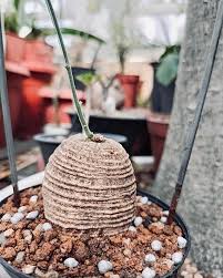 Image result for Trochomeria