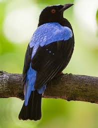 Pin On Birds