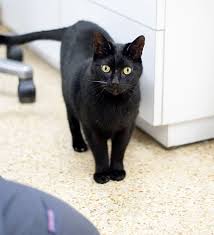 If your pet ever goes missing, our specialists are available 24/7 to help reunite you two as quickly as possible. Emergency Veterinarian In Somerset County Nj Raritan Emergency Vet