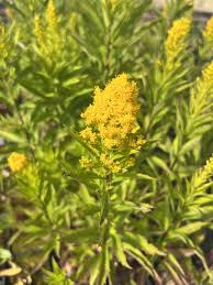 Image result for Solidago