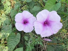 Image result for Ipomoea rubens