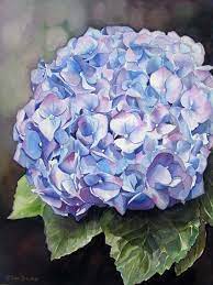 Hydrangea Doris Joa Hydrangea Painting Watercolor Flowers Paintings Watercolor Hydrangea