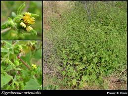 Image result for Sigesbeckia