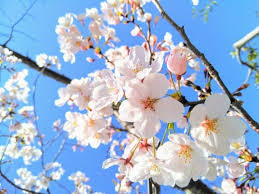 Also used is the adjective peachy. Plum Cherry And Peach Blossoms The Differences Between Them Matcha Japan Travel Web Magazine