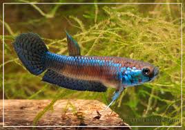 Mac Forum 2 0 View Topic Some Pics To Share Peixes Anfibios