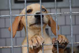 ‍ rescue organizations can select which animals they take in, the majority of which come from local city and county shelters. Happily Ever After Animal Sanctuary Is In Rescue Story Documentary