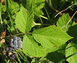 Image result for Rubus adolfi-friederici