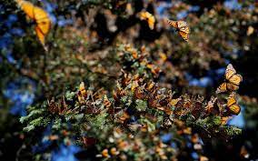 Gusano Barrenador Devora Biosfera De La Mariposa Monarca Ejidatarios Aristegui Noticias