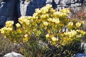 Image result for Faurea discolor