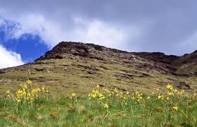 Image result for Moraea spathulata