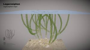 Image result for Lagarosiphon major