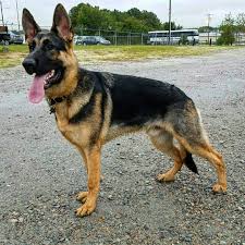 You could also find such german shepherd at around. Vomweiland German Shepherd Puppies North Carolina 330 Clark Rd Bath Nc 27808 Yp Com