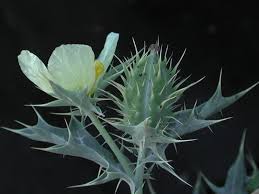 Image result for Argemone ochroleuca