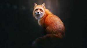 Mostly we like to set our favorite ones wallpapers. Fox Wallpapers Top Free Fox Backgrounds Wallpaperaccess