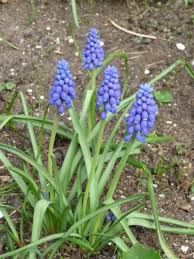 We did not find results for: Transplanting Grape Hyacinth Bulbs When And How To Transplant Grape Hyacinths Plants Growing Grapes Garden Bulbs