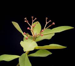 Image result for Synadenium kirkii