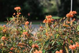 Image result for Euphorbia lividiflora