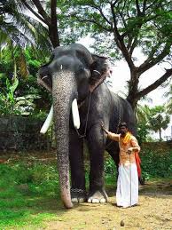 Sutaputra instagram posts photos and videos picuki com. Mangalamkunnu Ayyappan Facebook