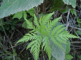 Image result for Doryopteris concolor